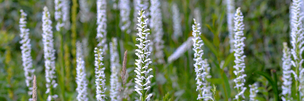 Platanthera dilatata