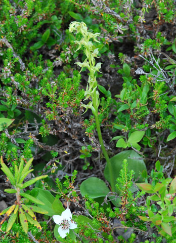 Platanthera hookeri