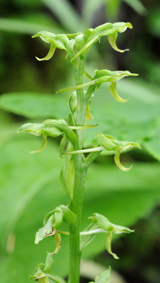 Platanthera obtusata