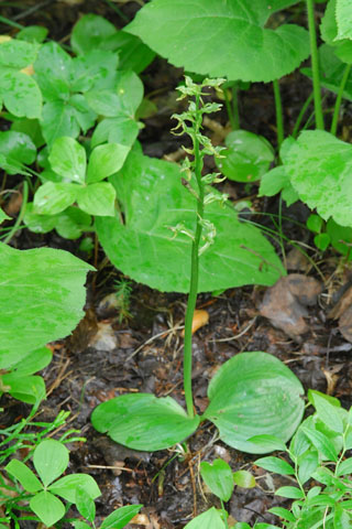 Platanthera hookeri