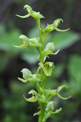 Platanthera hookeri