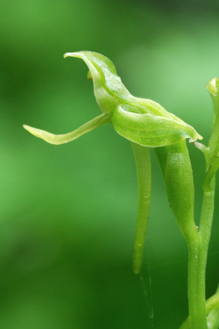 Platanthera hookeri