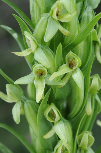 Platanthera huronensis