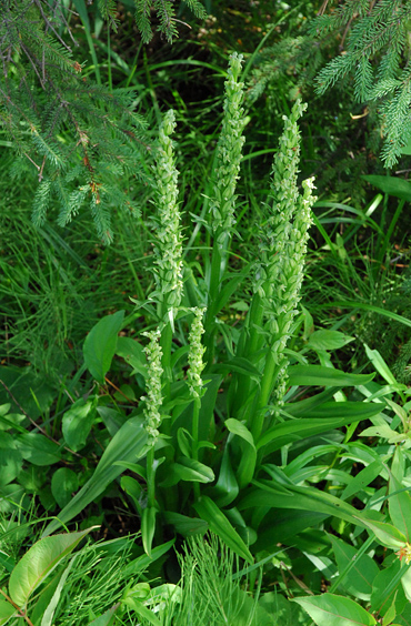 Platanthera huronensis