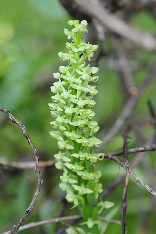 Platanthera huronensis