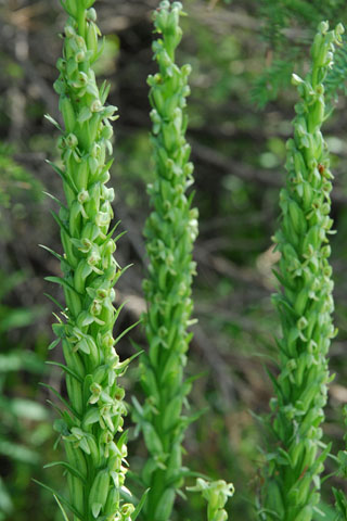 Platanthera huronensis