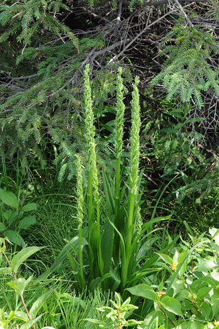 Platanthera huronensis