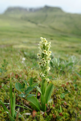 Platanthera hyperborea