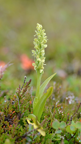 Platanthera hyperborea