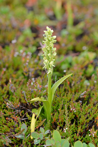 Platanthera hyperborea