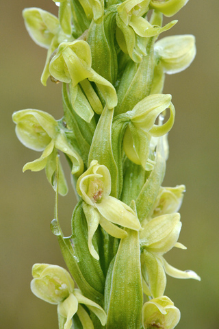 Platanthera hyperborea