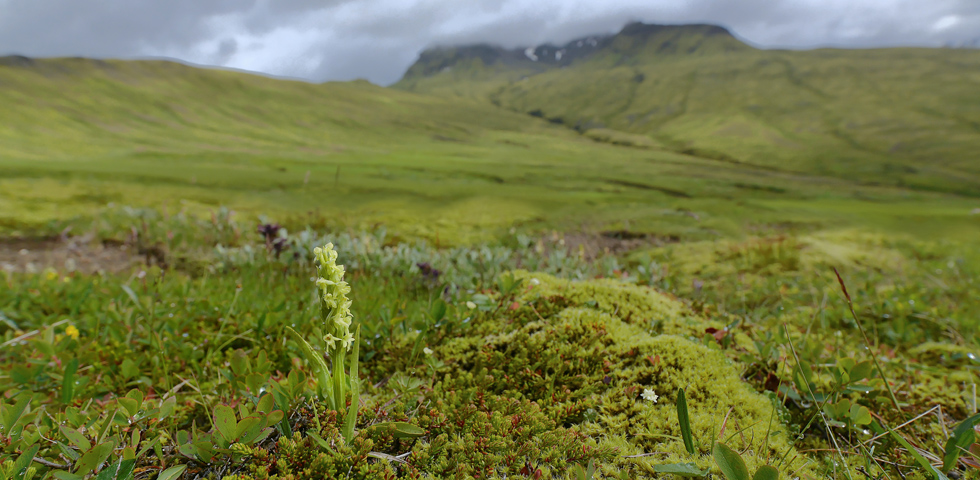 Platanthera hyperborea