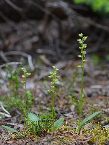 Platanthera obtusata