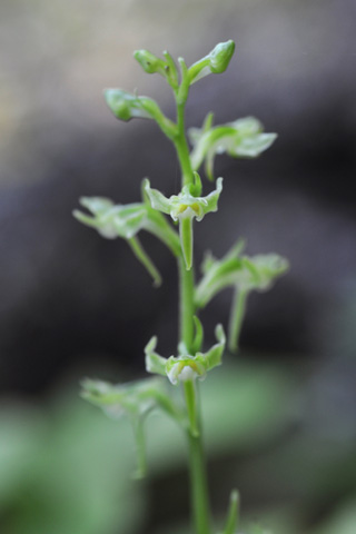 Platanthera obtusata