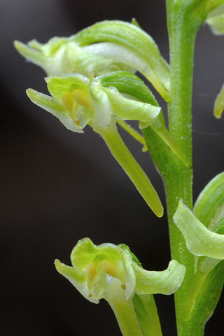 Platanthera obtusata