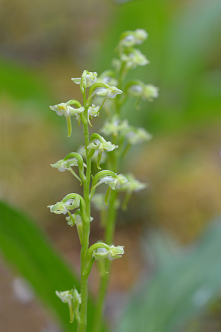 Platanthera obtusata