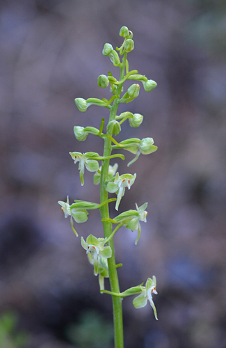 Platanthera orbiculata Platanthera orbiculata
