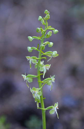 Platanthera orbiculata