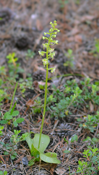 Platanthera orbiculata Platanthera orbiculata