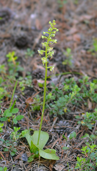 Platanthera orbiculata