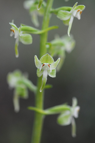 Platanthera orbiculata Platanthera orbiculata