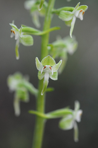 Platanthera orbiculata