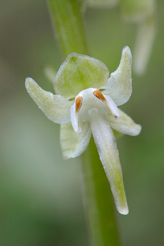 Platanthera orbiculata