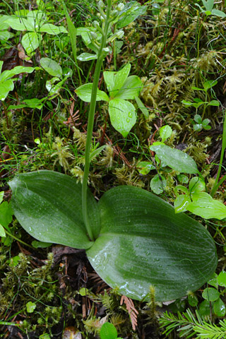 Platanthera orbiculata