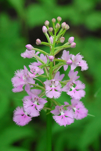 Platanthera psycodes