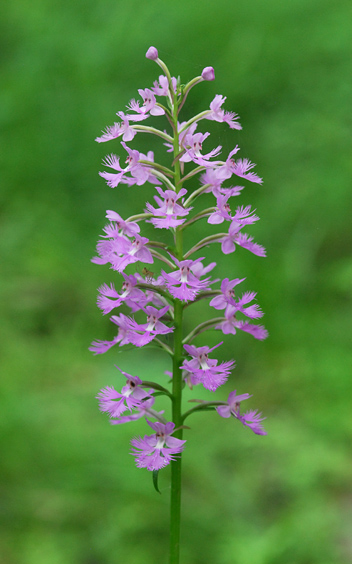 Platanthera psycodes