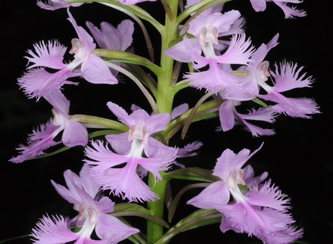 Platanthera psycodes