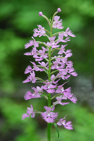 Platanthera psycodes