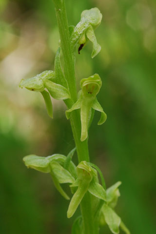 Platanthera sparsiflora