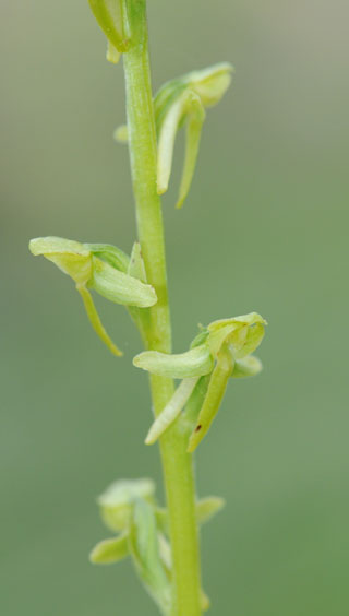 Platanthera sparsiflora