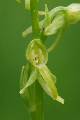 Platanthera sparsiflora