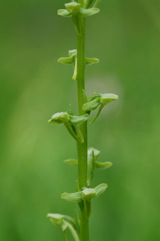 Platanthera sparsiflora