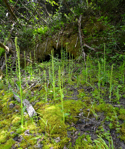 Platanthera stricta