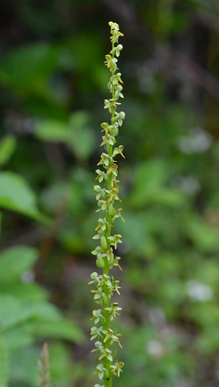 Platanthera stricta