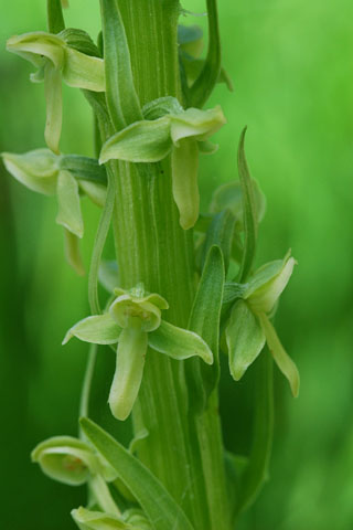 Platanthera stricta