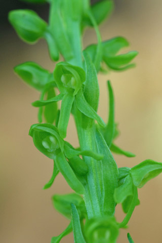 Platanthera stricta