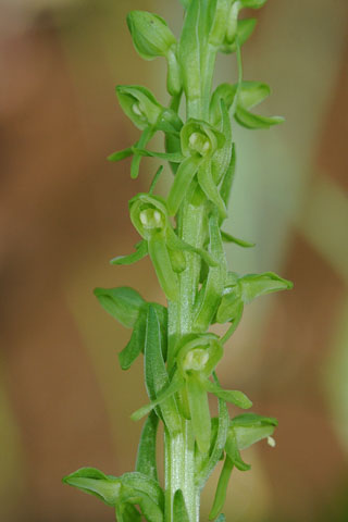 Platanthera stricta