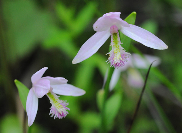 Pogonia ophioglossoides