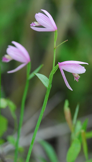 Pogonia ophioglossoides