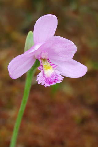 Pogonia ophioglossoides