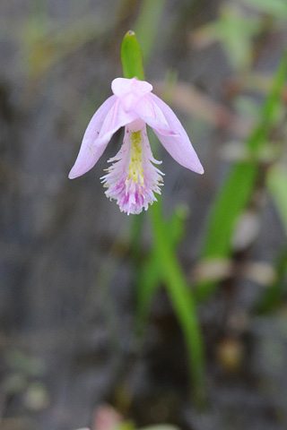 Pogonia ophioglossoides