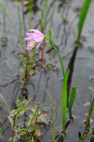 Pogonia ophioglossoides