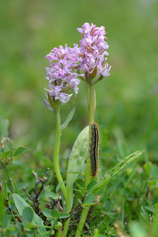 Dactylorhiza alpestris x Pseudorchis albida