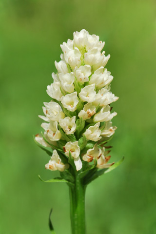 Gymnadenia corneliana x Pseudorchis albida