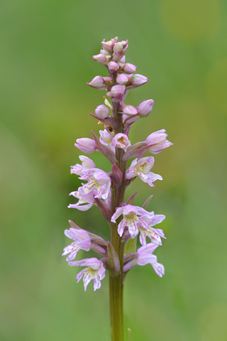 Dactylorhiza fuchsii x Pseudorchis albida