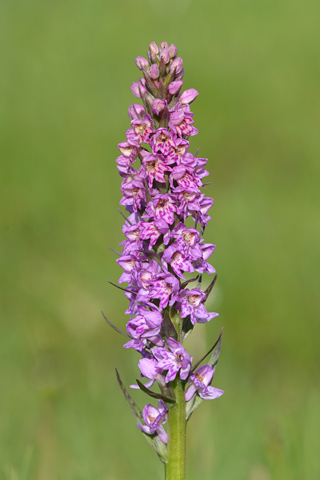 Dactylorhiza fuchsii x Pseudorchis albida